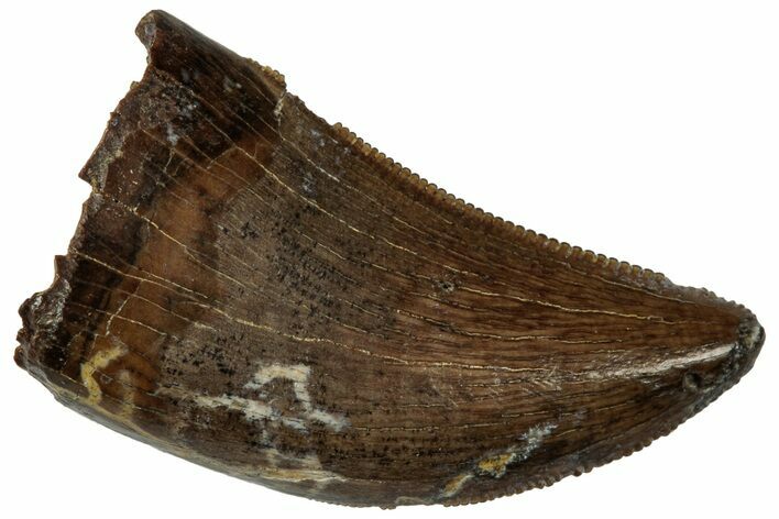 Serrated, Tyrannosaur (Nanotyrannus?) Tooth - Montana #323976